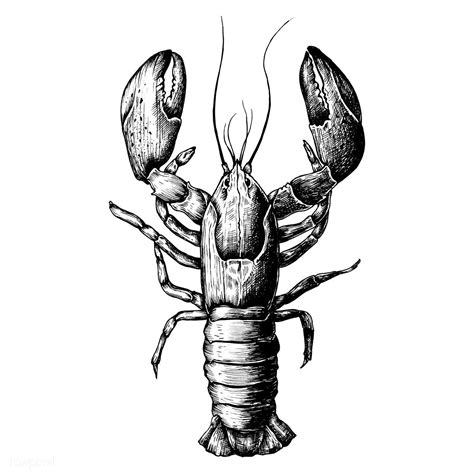 Hand drawn lobster isolated | premium image by rawpixel.com Lobster Drawing, Lobster Art ...