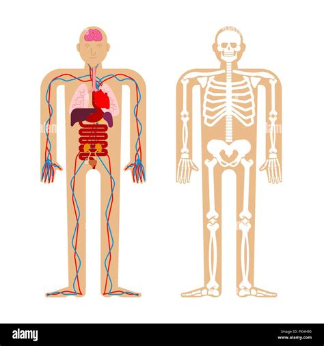 Download Anatomie Des Menschen Free Images - Www