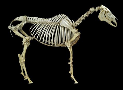 Horse Skeleton by Science Photo Library