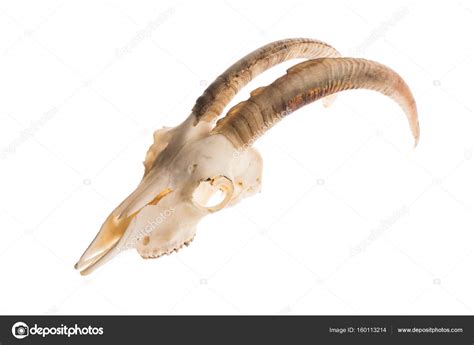 Goat skull with horns Stock Photo by ©Elisanth 160113214