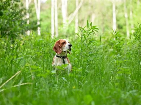 21 Beagle Health Problems (from Experienced Owners)