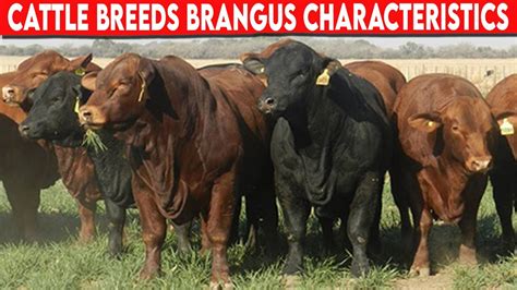 ⭕ Cattle Breeds Brangus Characteristics Brangus Cattle // Bulls - YouTube