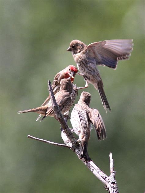 Finch - House Finch - Young Flock Photograph by Travis Truelove