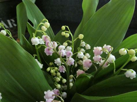 Pink & white Lily-of-the-valley | Pink white lily, Garden inspiration, Garden styles