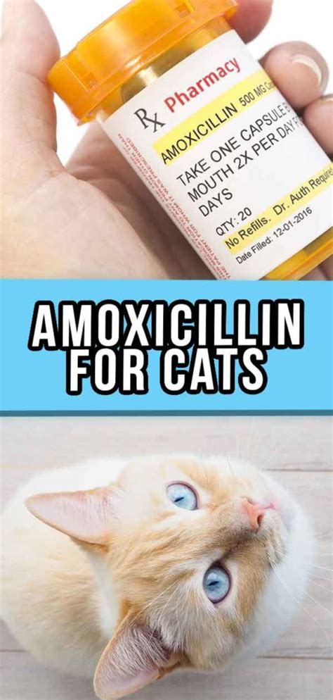 Amoxicillin For Cats - How It Works, Dosage And Side Effects