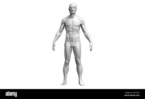 Humorístico Excéntrico Corrección 3d human model anatomy difícil heredar Yogur