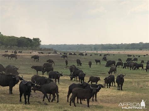 Herd of Cape Buffalo Zimbabwe | AfricaHunting.com