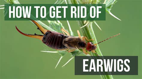 How to Get Rid of Earwigs (4 Easy Steps) - YouTube