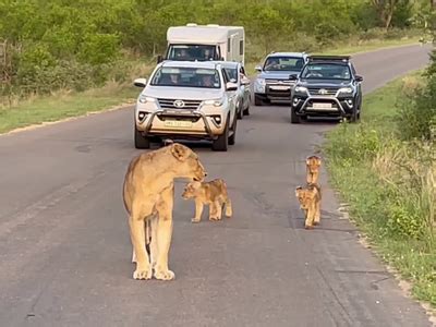 Rare West African lion cubs caught on camera in Senegal