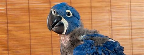 All about Hyacinth Macaw keeping and breeding. PART III Parrots Daily News