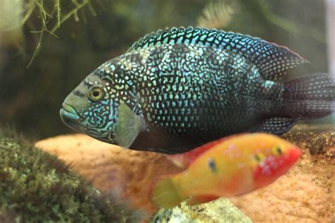 Jack Dempsey Cichlid Care Guide: Tank Setup, Tank Mates & Diet