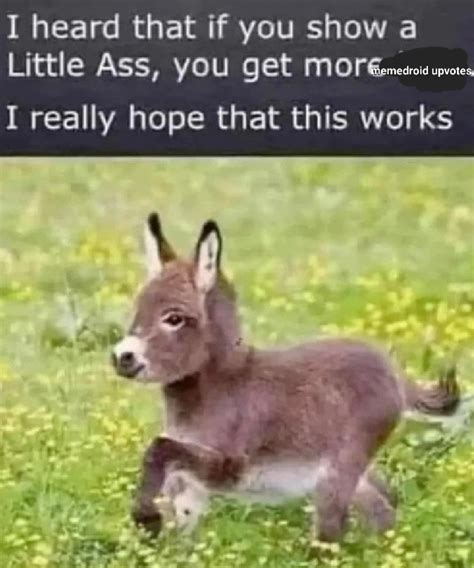 Donkey - Meme by TheMemeHunter :) Memedroid