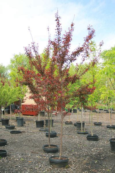 FLOWEING RED LEAF PLUM TREE - Orange Garden Center