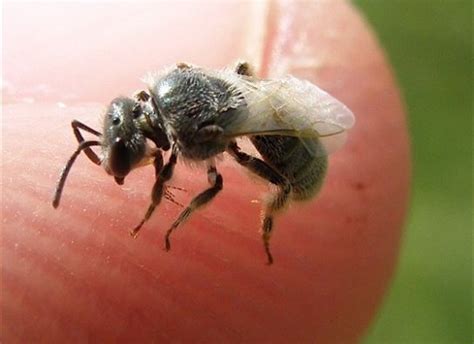 Do You Know That Sweat Bees Sting And How To Get Rid Of Them Naturally