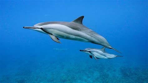 Dolphin Swimming Underwater