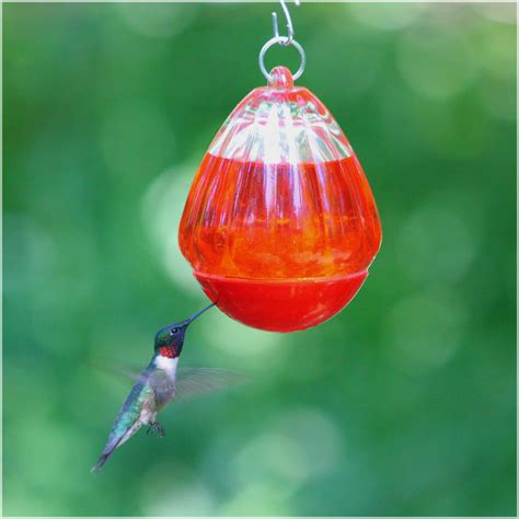 Bee Proof Hummingbird Feeder - Rumah Melo