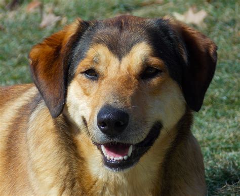 Yellow Lab German Shepherd Mix Dog. My lab/Shepard is the exact ...