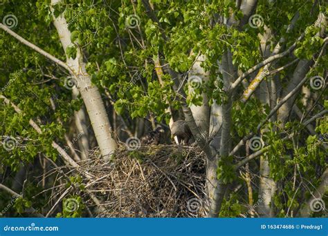 White-tailed Eagle in the Nest with Small Birds Stock Photo - Image of birds, nature: 163474686