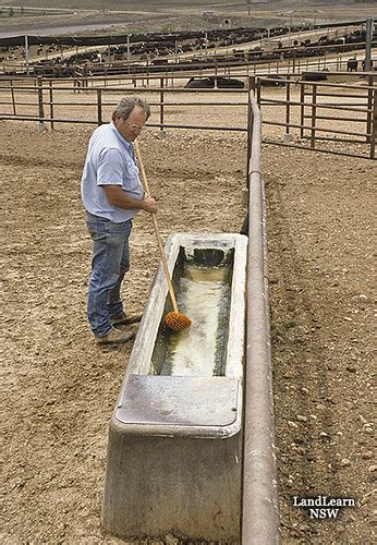 Cattle feedlot water trough cleaning | Cattle feedlot ;clean… | Flickr