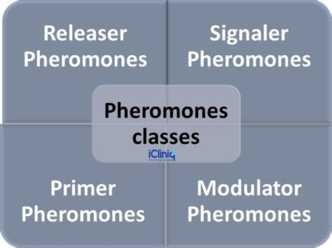 What Are Pheromones?