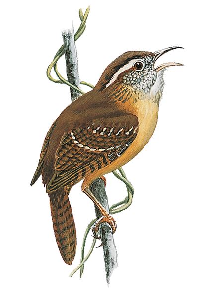 Zupoz Personals Identity: Carolina Wren Facts, Pictures, Information