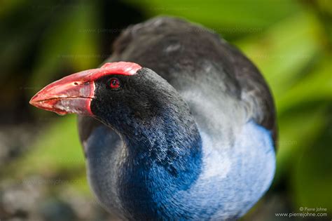 Pukeko, Auckland, New Zealand » www.pierrejohne.com