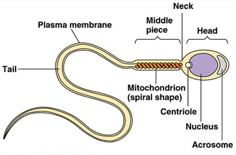 Draw a neat labelled diagram of sperm.[3 MARKS]