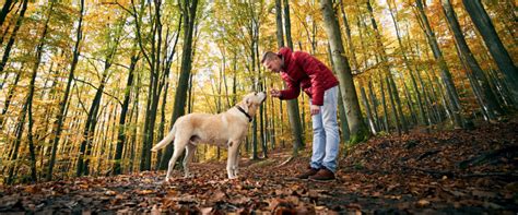 The Best Dog Breeds for Hiking