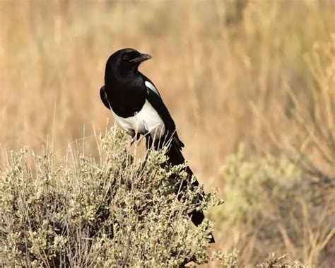 Black-Billed Magpie - Facts, Diet, Habitat & Pictures on Animalia.bio