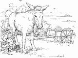 Dibujo De Burro Realista para colorear  Dibujos Imprimir sketch template