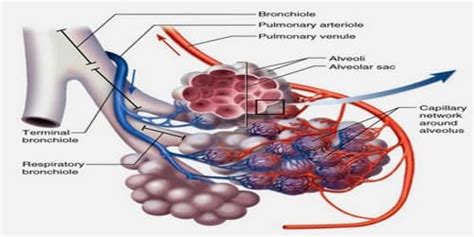 Pulmonary Alveolus - Assignment Point