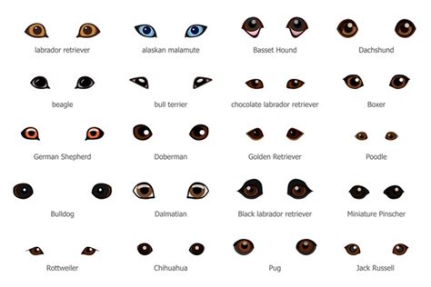 4,097 Dog Eyes Different Color Images, Stock Photos, 3D objects, & Vectors | Shutterstock