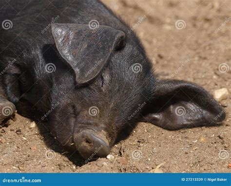 Sleeping Piglet stock image. Image of animal, single - 27213339