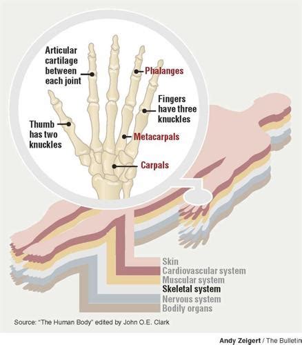 Knuckles | Health | bendbulletin.com