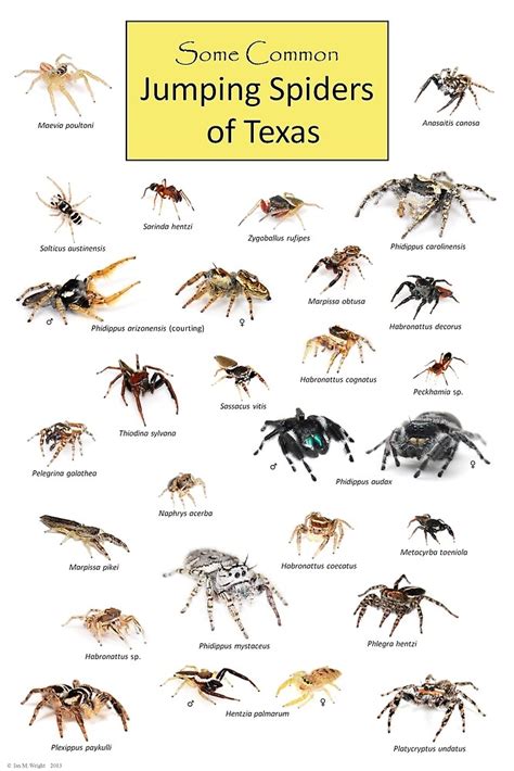 "Common Jumping Spiders of Texas Poster" by ianmwright86 | Redbubble