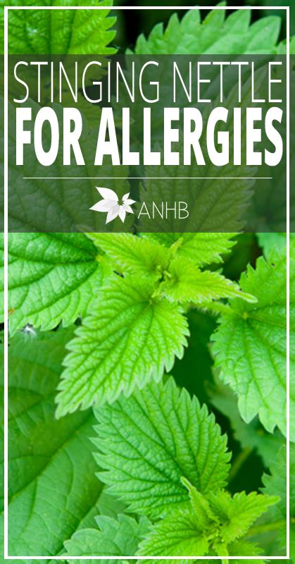 Stinging Nettle For Allergies - Updated For 2018