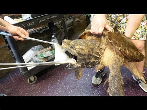 ALLIGATOR SNAPPING TURTLE BITE!! SLOW MOTION!! - YouTube