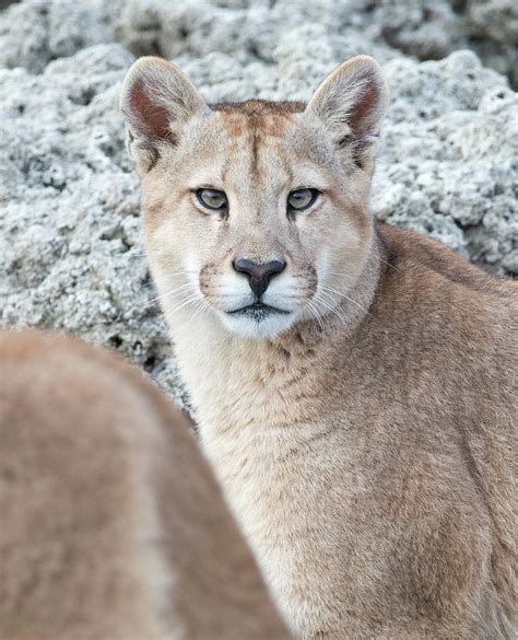 Puma Cub Portrait Photograph by Max Waugh