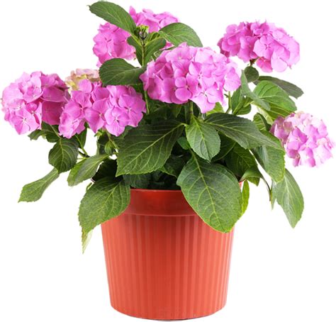 Download Plants Pots Png Clipart Houseplant Flowerpot - vrogue.co