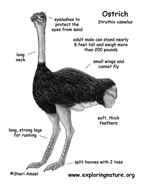 Ostrich