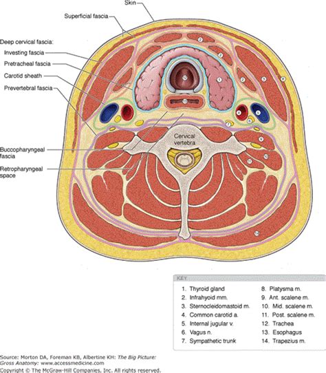 Chapter 25. Overview of the Neck | The Big Picture: Gross Anatomy | AccessMedicine | McGraw-Hill ...