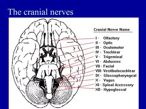 PPT - The cranial nerves PowerPoint Presentation, free download - ID:2967001