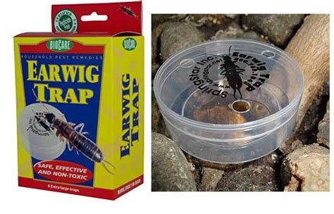 How to get rid of earwigs in House & Garden- Killers, Traps &Repellents | Pestbugs