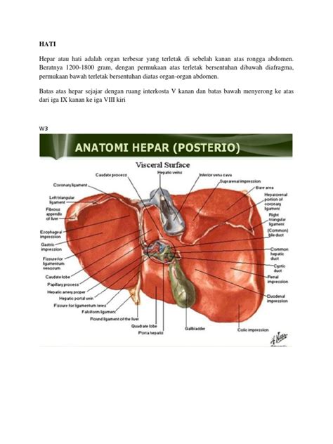 Anatomi Hepar Dan Organ Pendukung | PDF