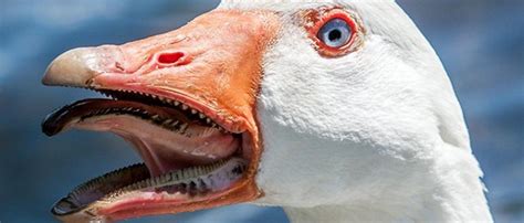 Geese have teeth.. (x-post from r/natureisfuckinglit) : r/oddlyterrifying