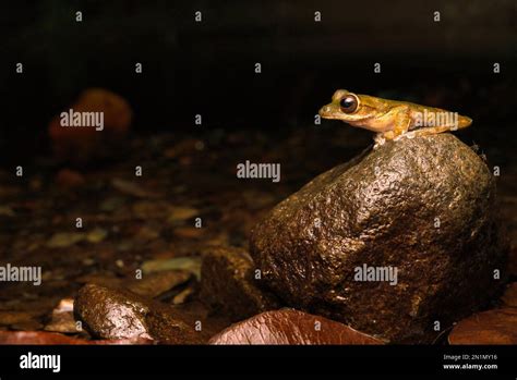 Frog-biting midges (Corethrella sp.) approaching Drab Treefrog (Smilisca sordida), Puntarenas ...