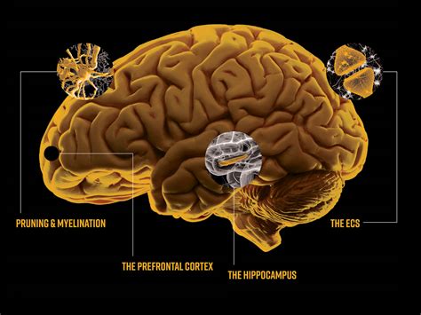 Cannabis Concentrates and Their (Scary) Effect on the Teenage Brain