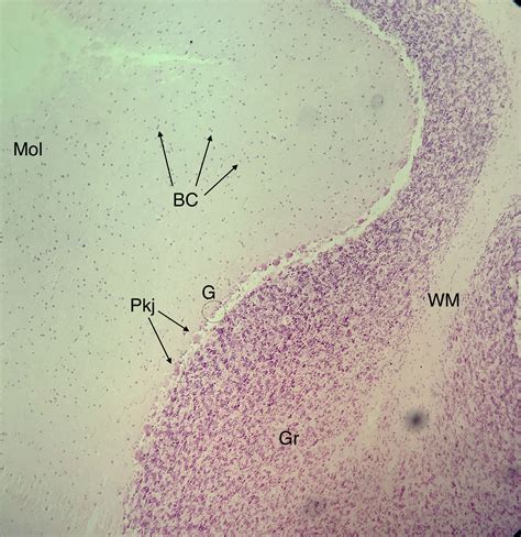 Cerebellum 200x | Histology