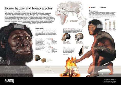 Infographic of the Homo habilis and Homo erectus, their anatomic changes, the making of tools ...