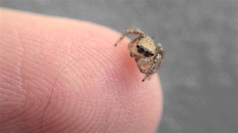 Cute Jumping Spider On My Finger - YouTube